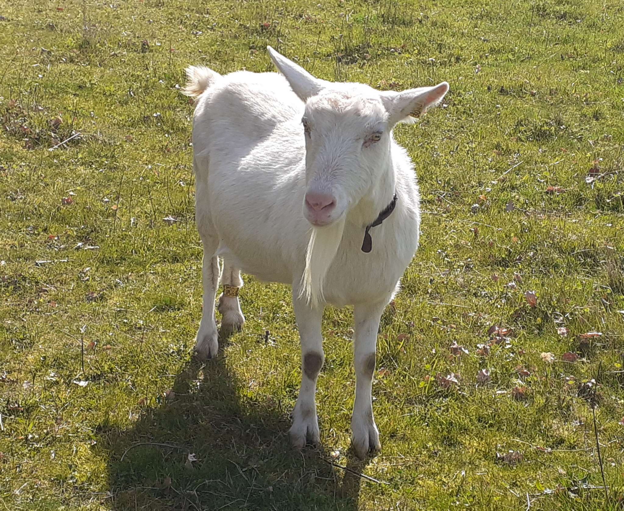 La chèvre – Ferme Nomade